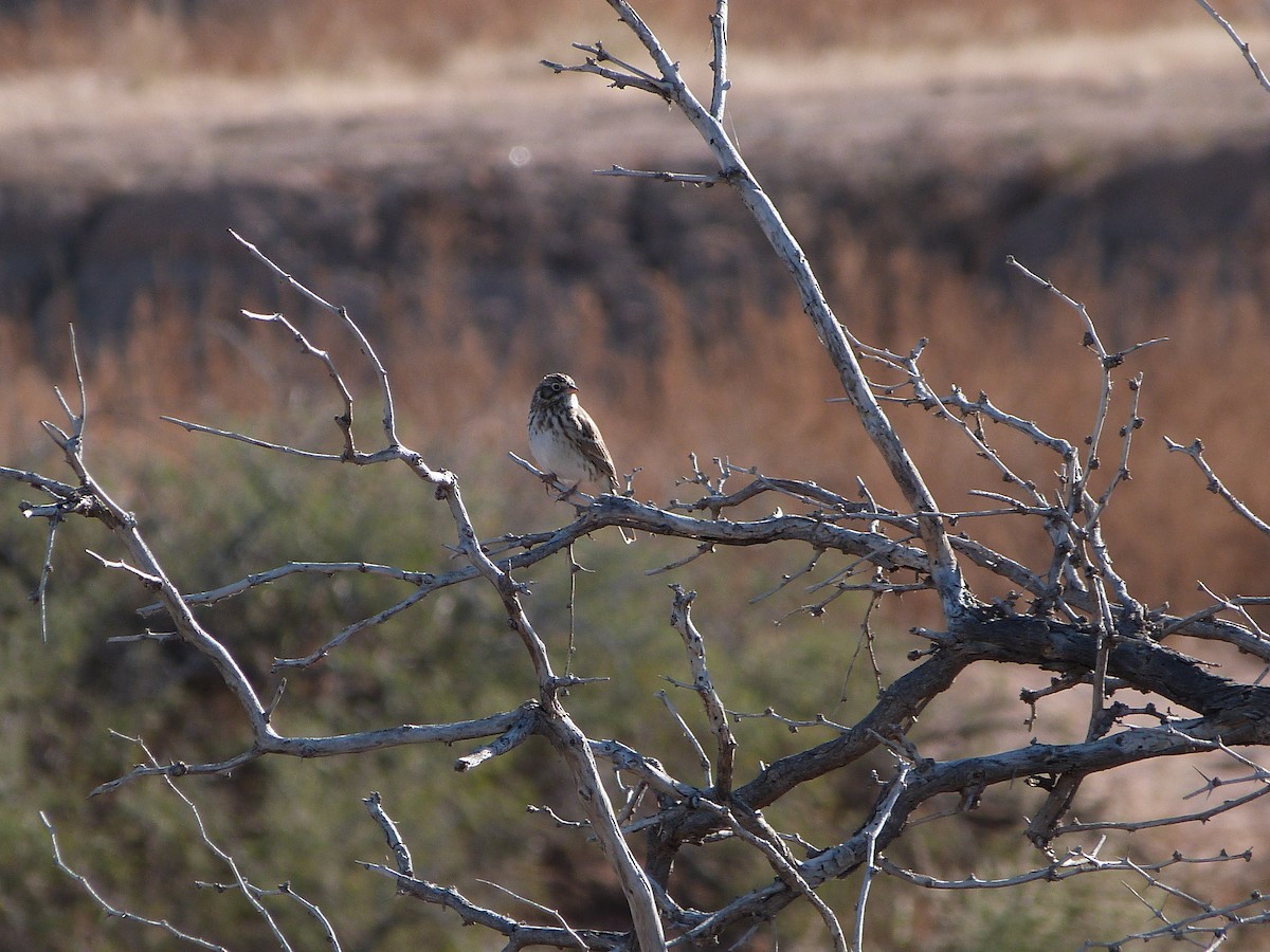 Vesper Sparrow - ML646601586