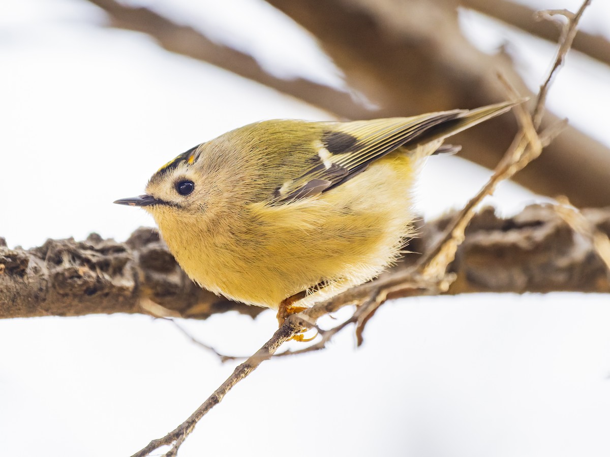 キクイタダキ - ML646601587