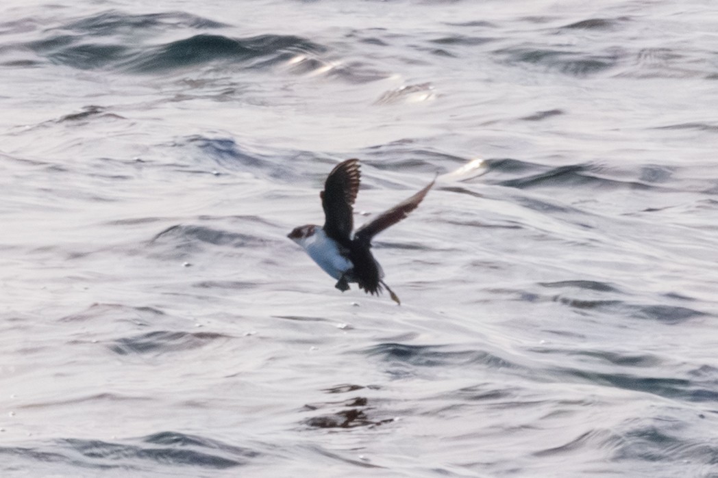 alkoun malý - ML646601591