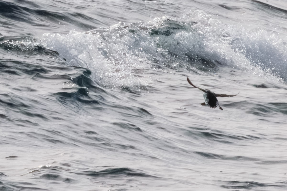 alkoun malý - ML646601592