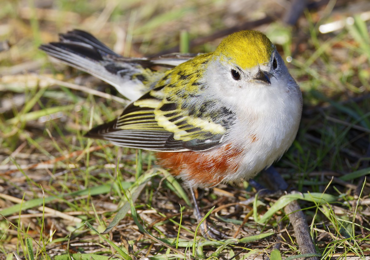 Chestnut-sided Warbler - ML646601595
