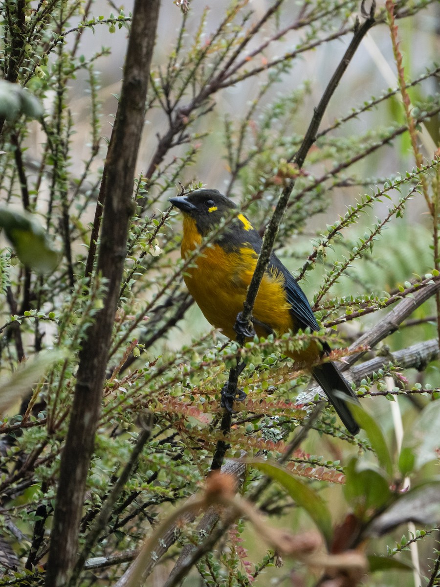 Tränenbergtangare - ML646601596