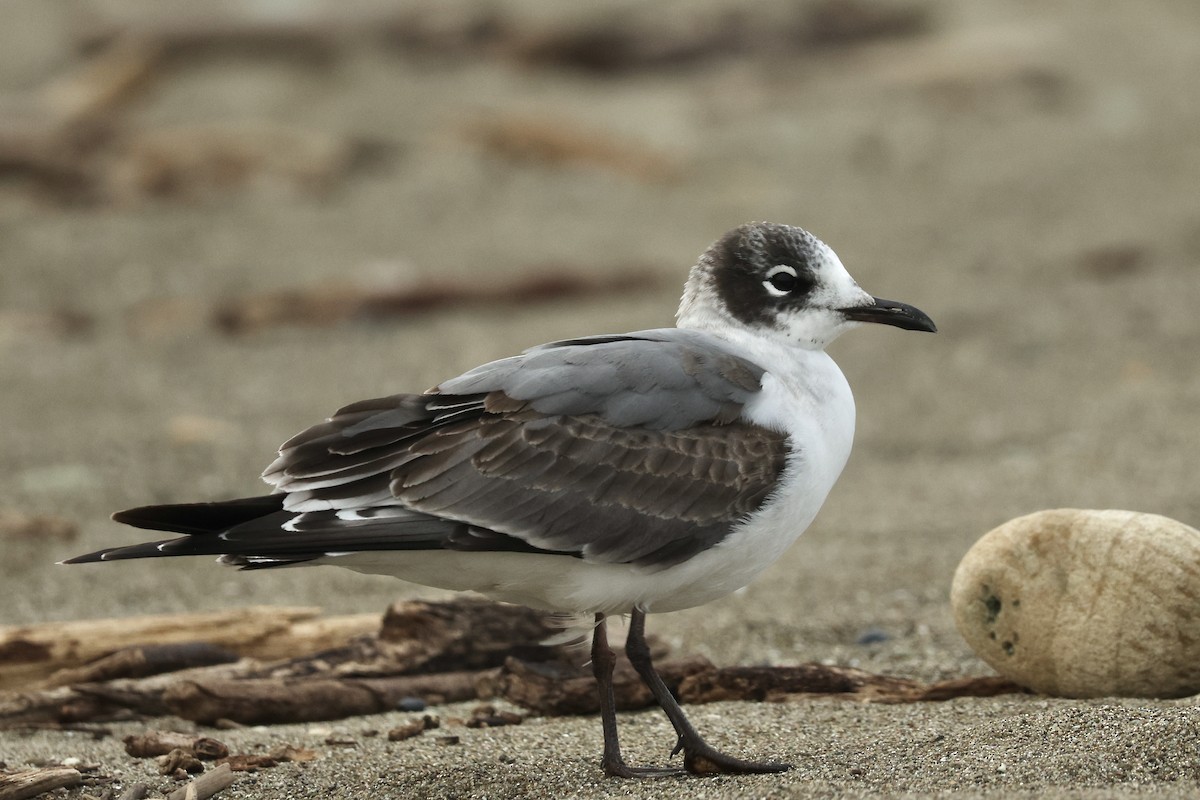 Franklin's Gull - ML646601600