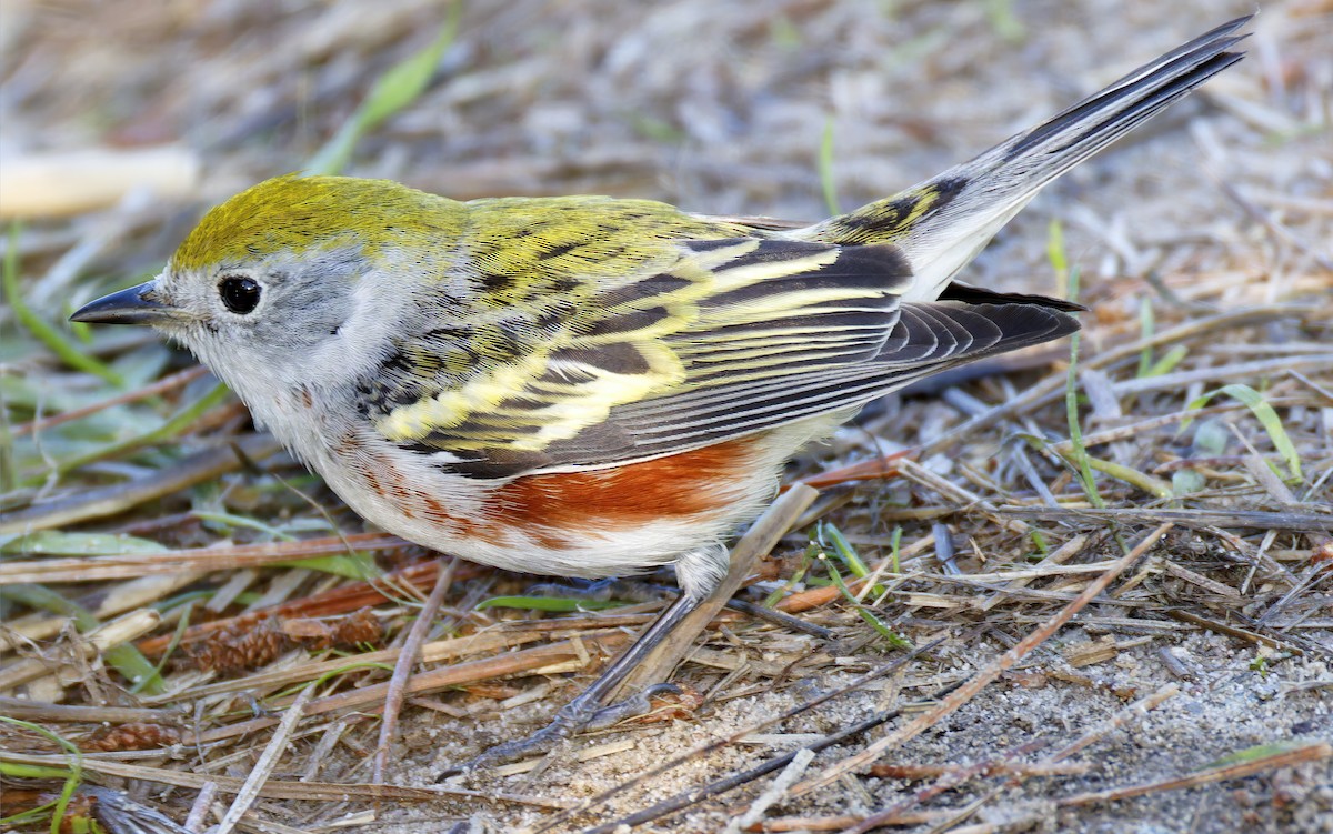 Chestnut-sided Warbler - ML646601607