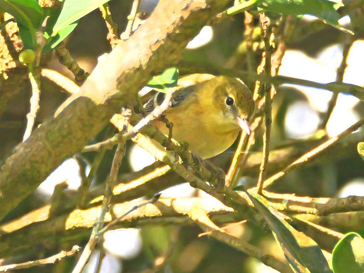 Reinita Castaña - ML646601609