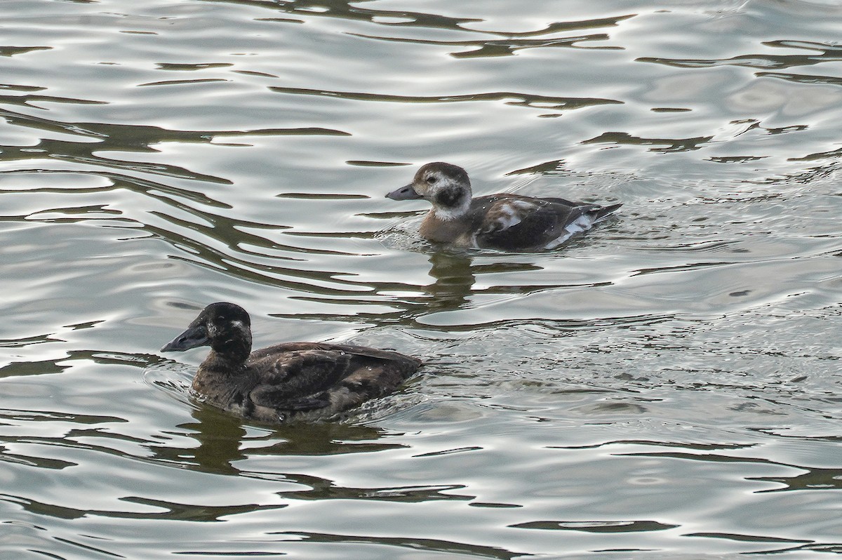 Морянка - ML646601610