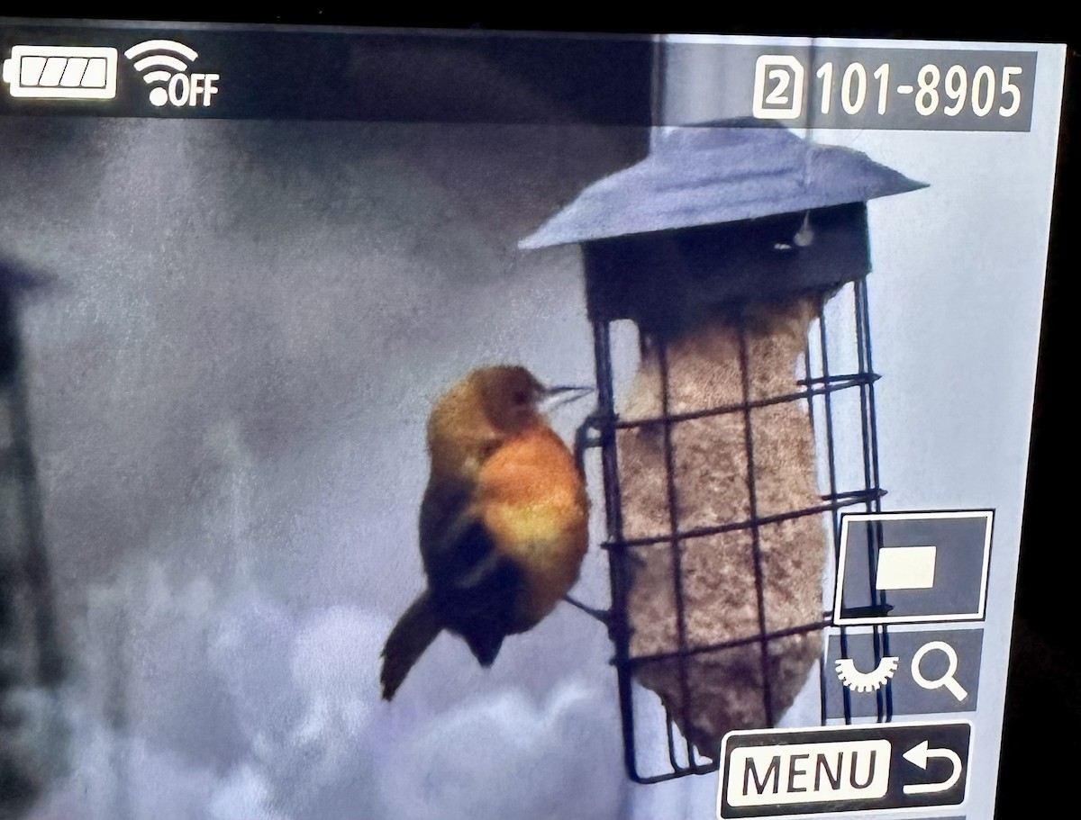 Baltimore Oriole - ML646601611