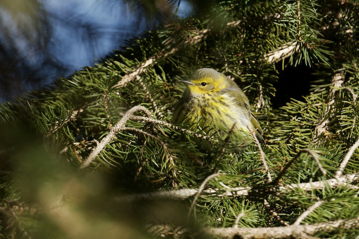 lesňáček skvrnitý - ML646601614