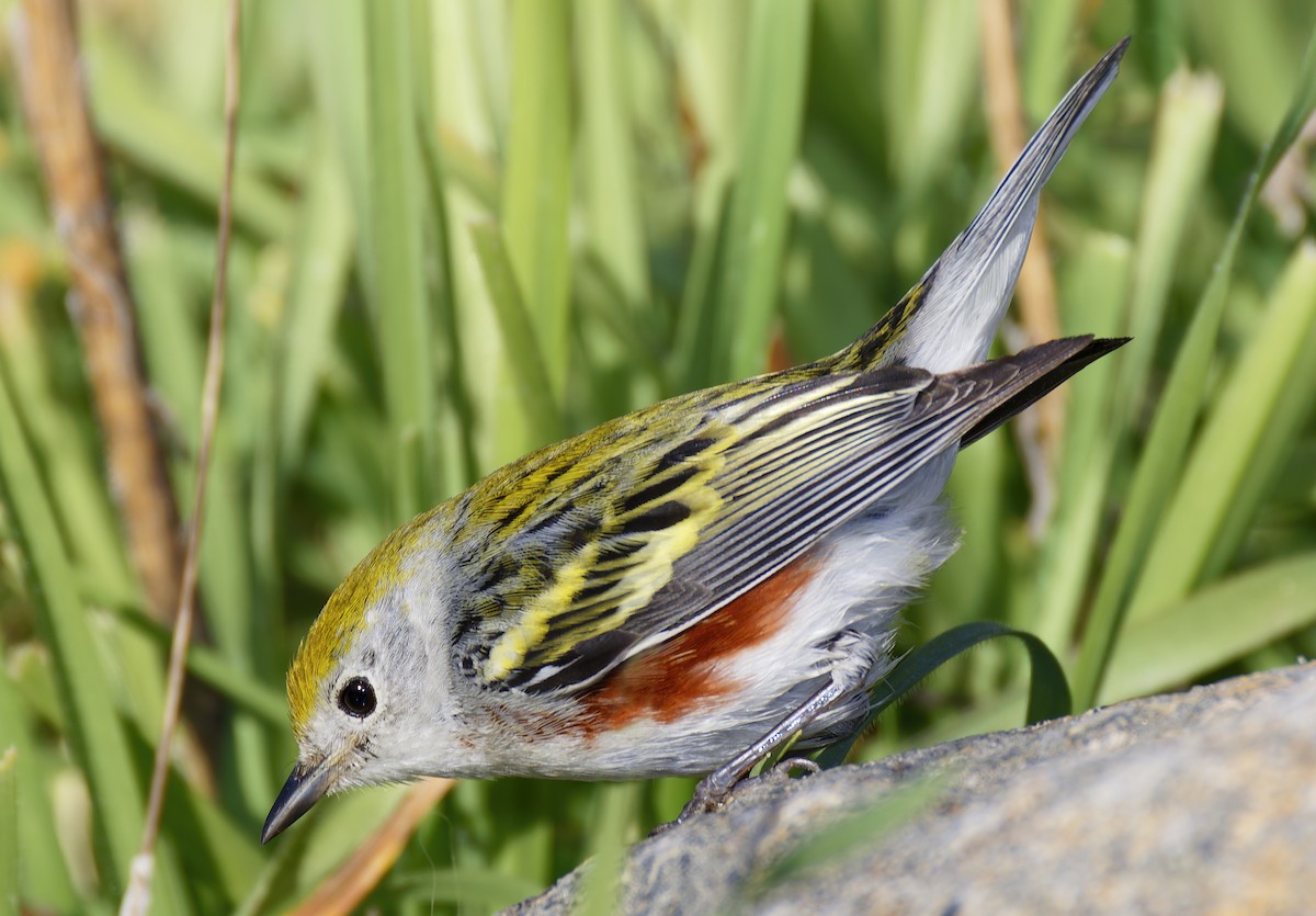 Chestnut-sided Warbler - ML646601615