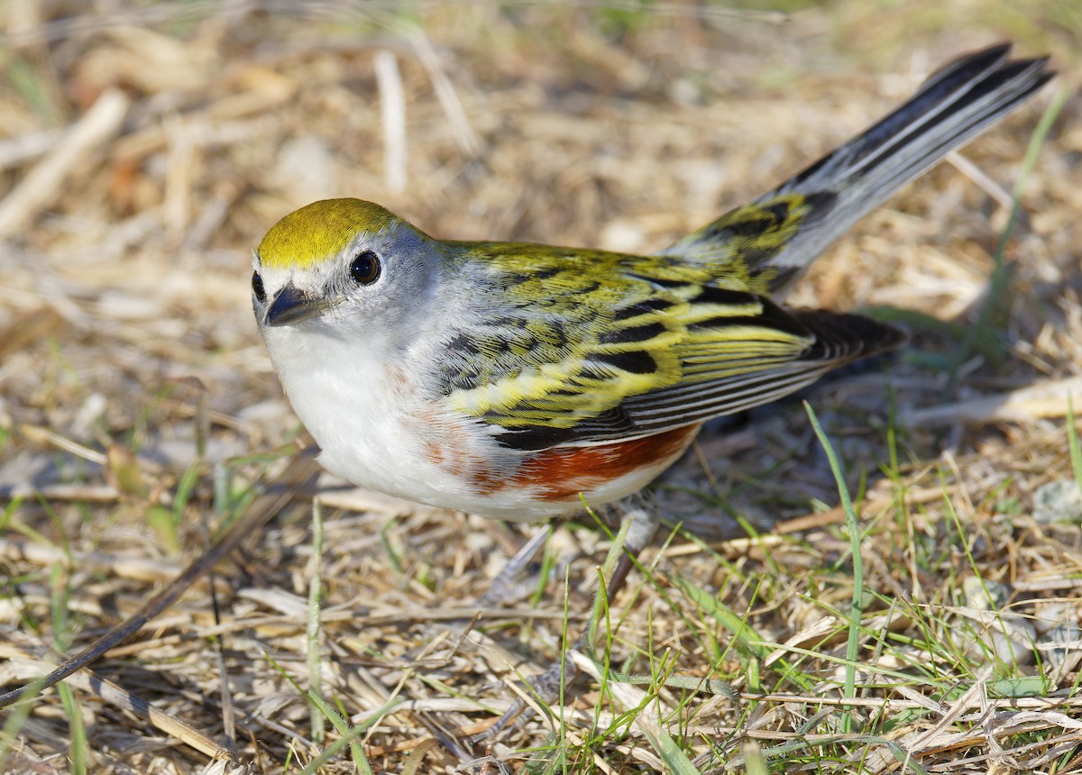 Chestnut-sided Warbler - ML646601616