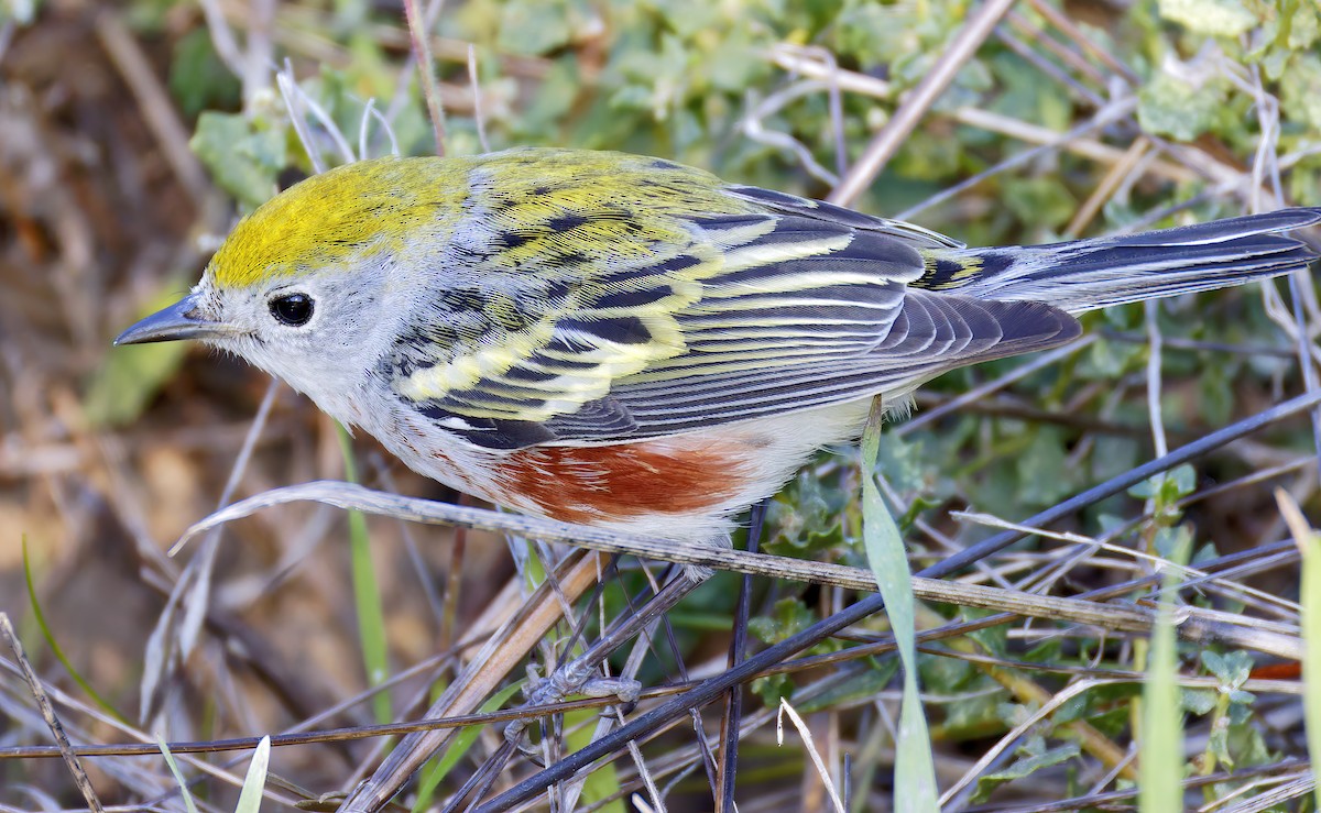 Chestnut-sided Warbler - ML646601617