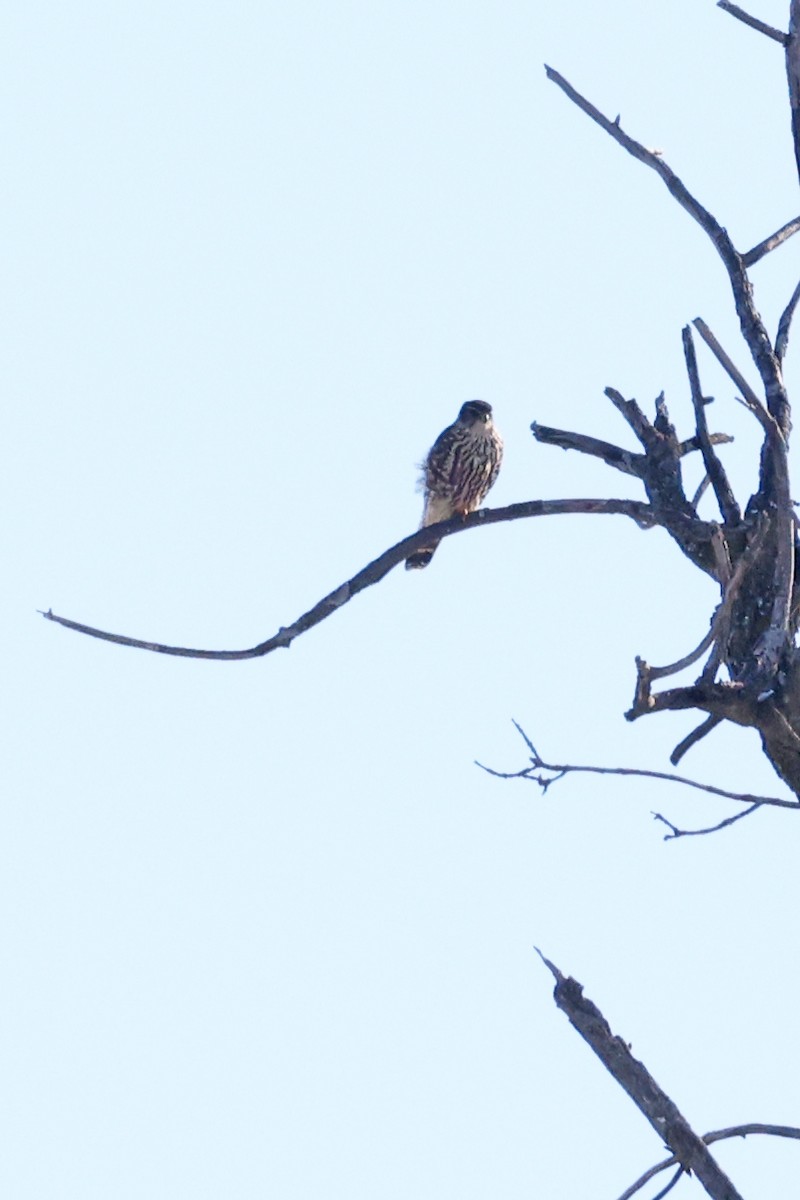 Faucon émerillon - ML646601618