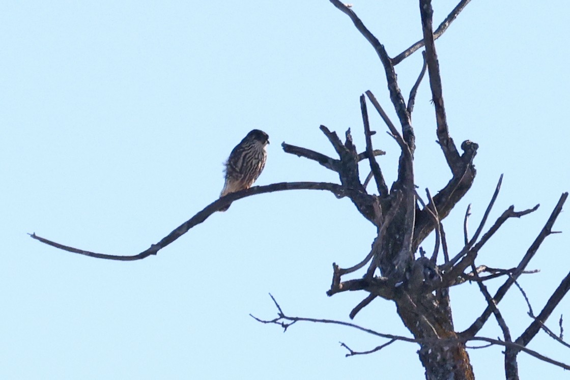 Faucon émerillon - ML646601619