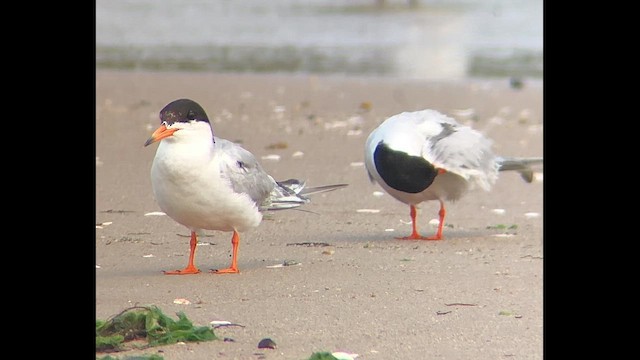 Крячок неоарктичний - ML646601620