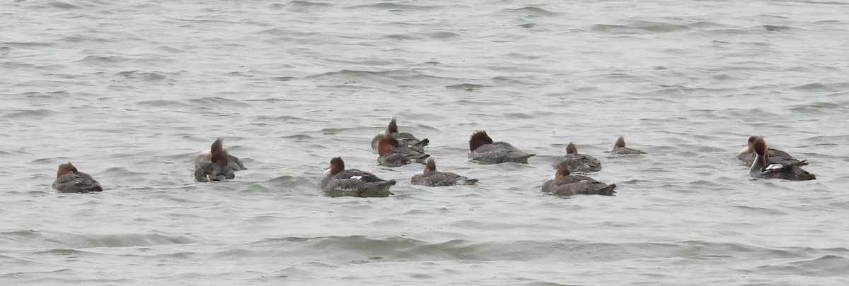 ウミアイサ - ML646601621