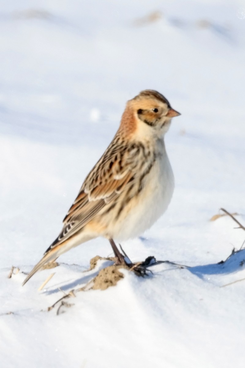 Plectrophane lapon - ML646601622