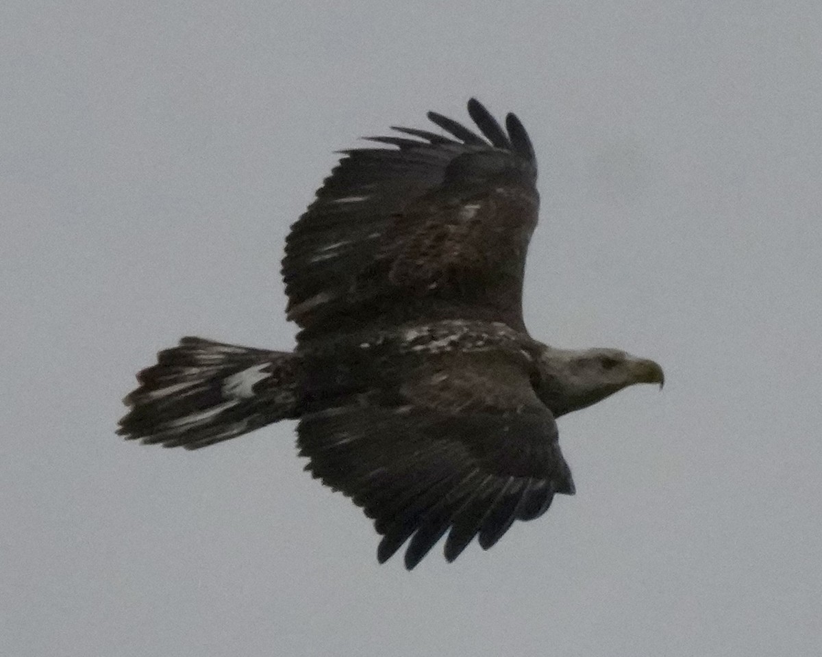 Bald Eagle - ML646601624