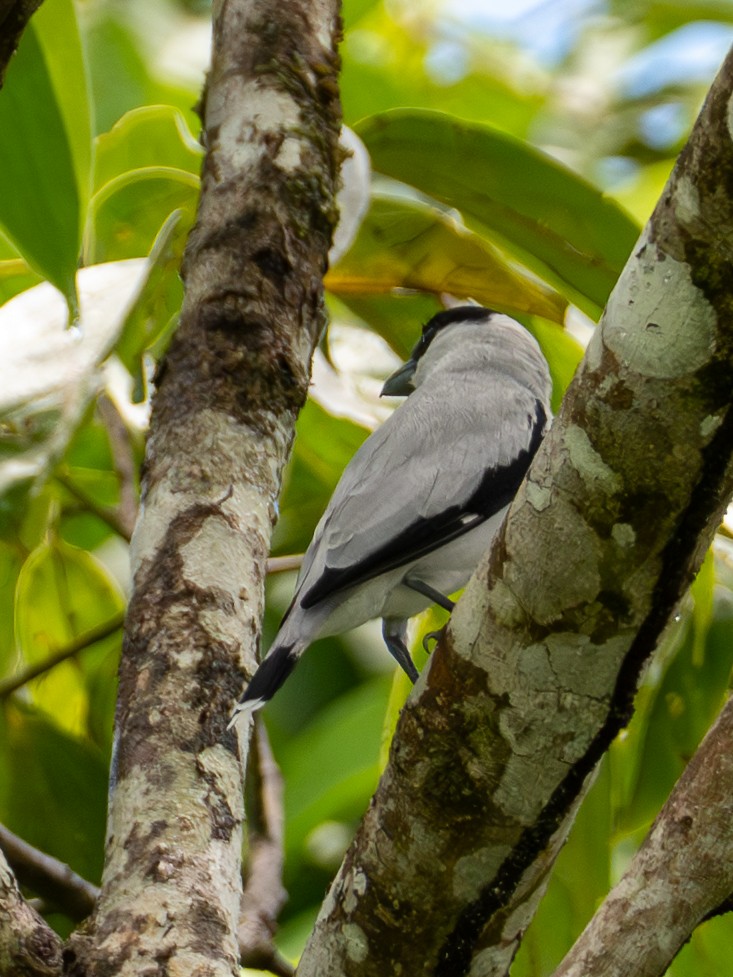 Schwarzkappenbekarde - ML646601625