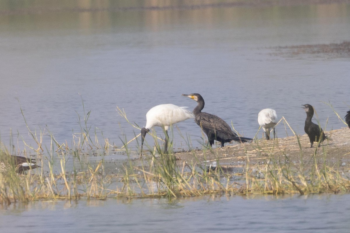 Great Cormorant - ML646601627