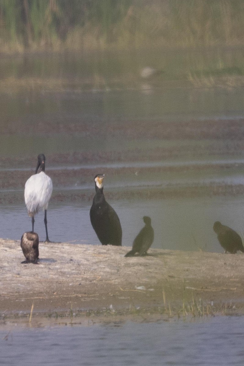 Great Cormorant - ML646601628