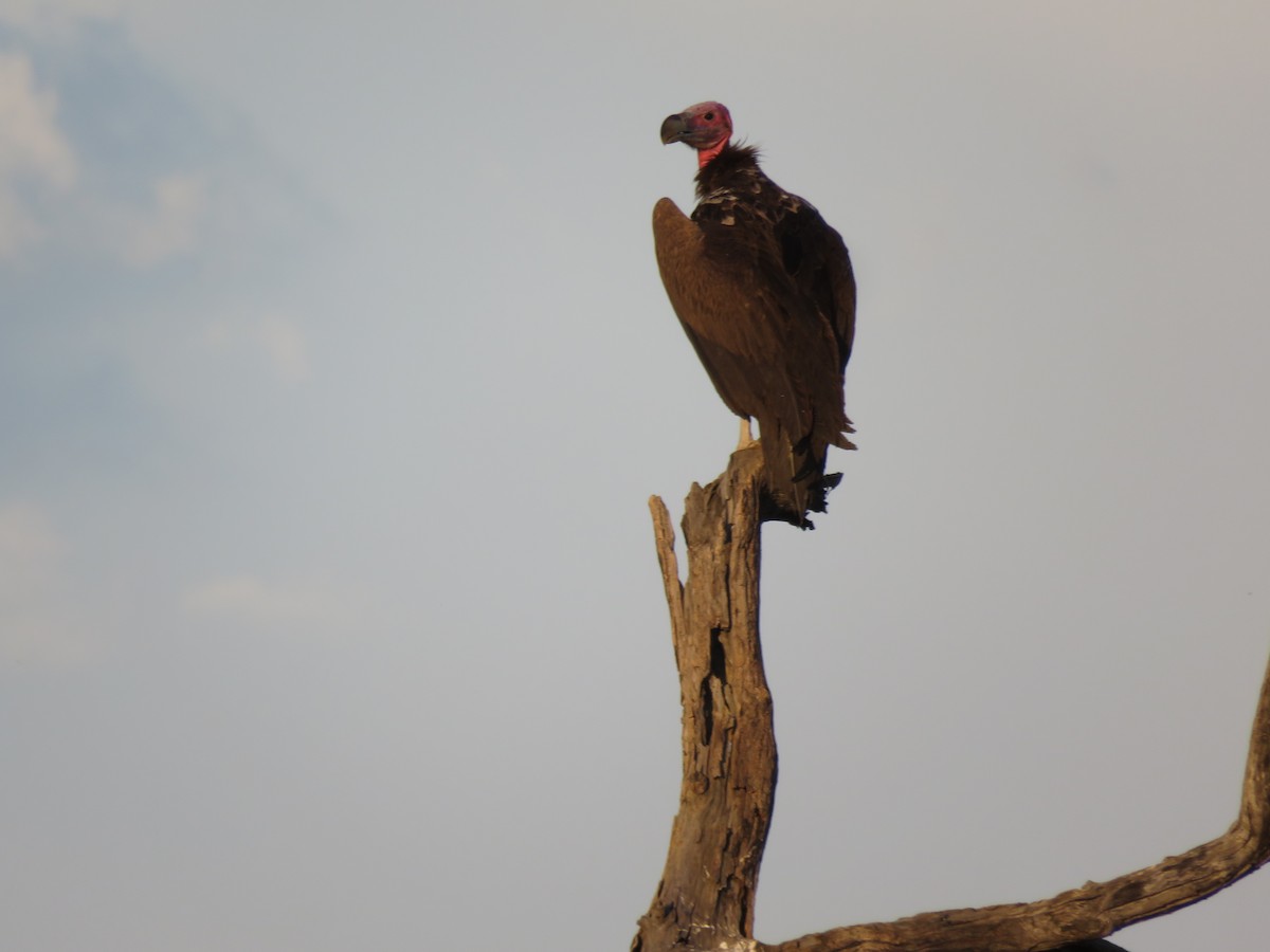 Гриф африканський - ML646601629