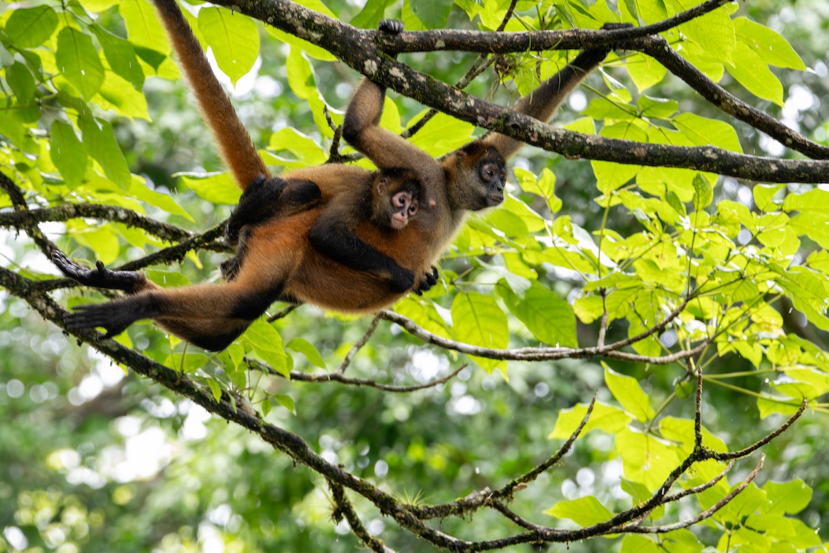 Geoffroy-Klammeraffe - ML646601633