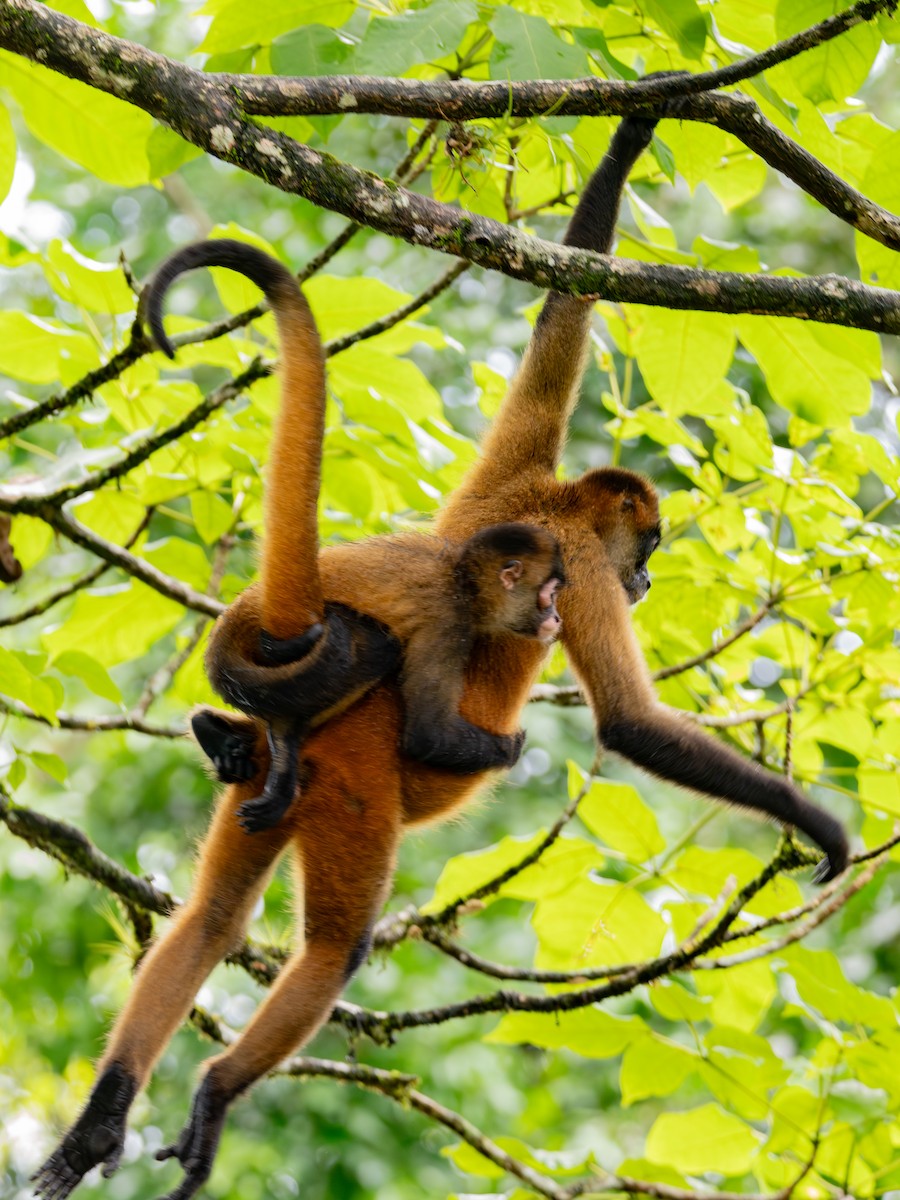 Geoffroy-Klammeraffe - ML646601634