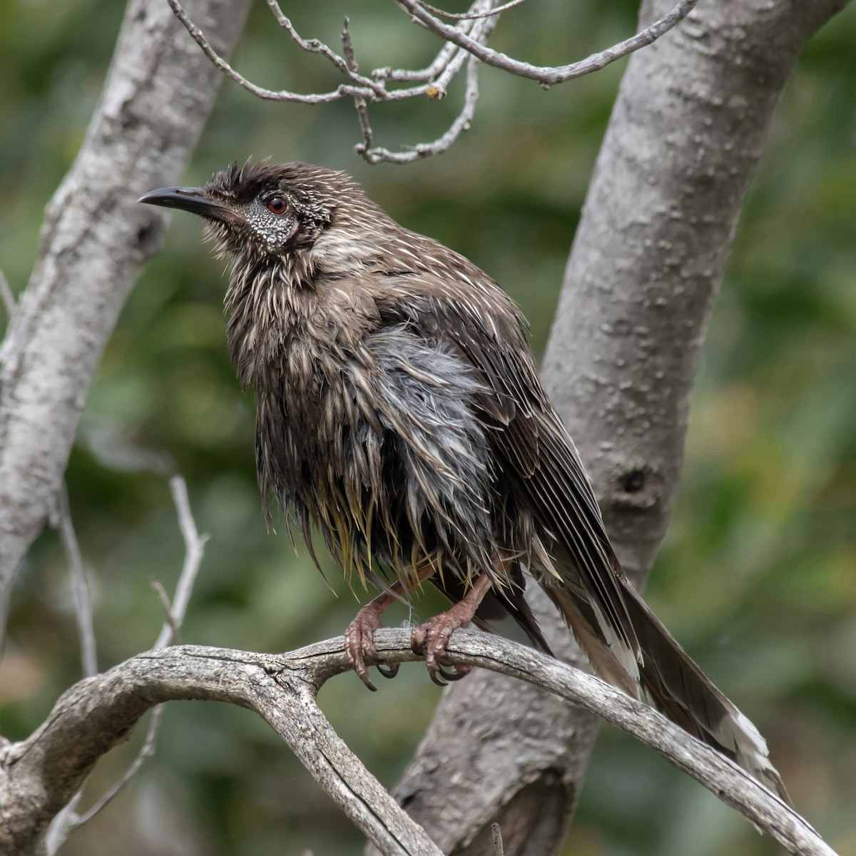 Red Wattlebird - ML646601635