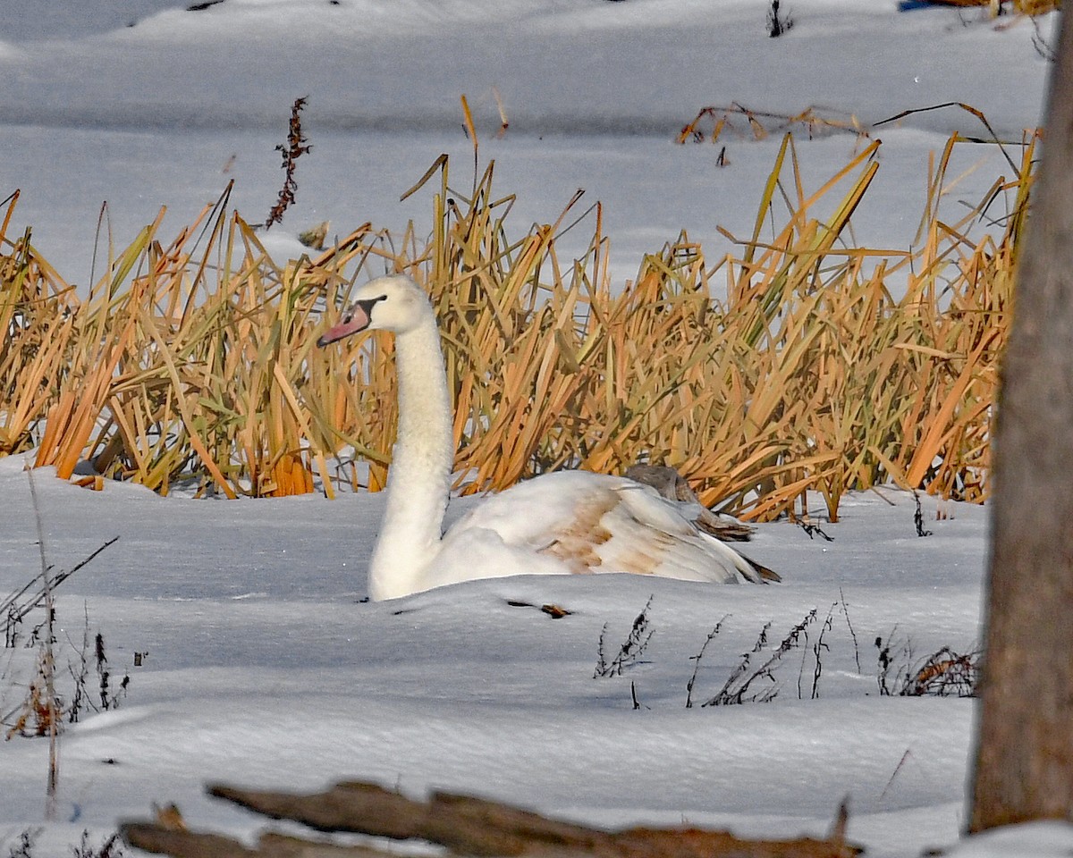 Cigno reale - ML646601636