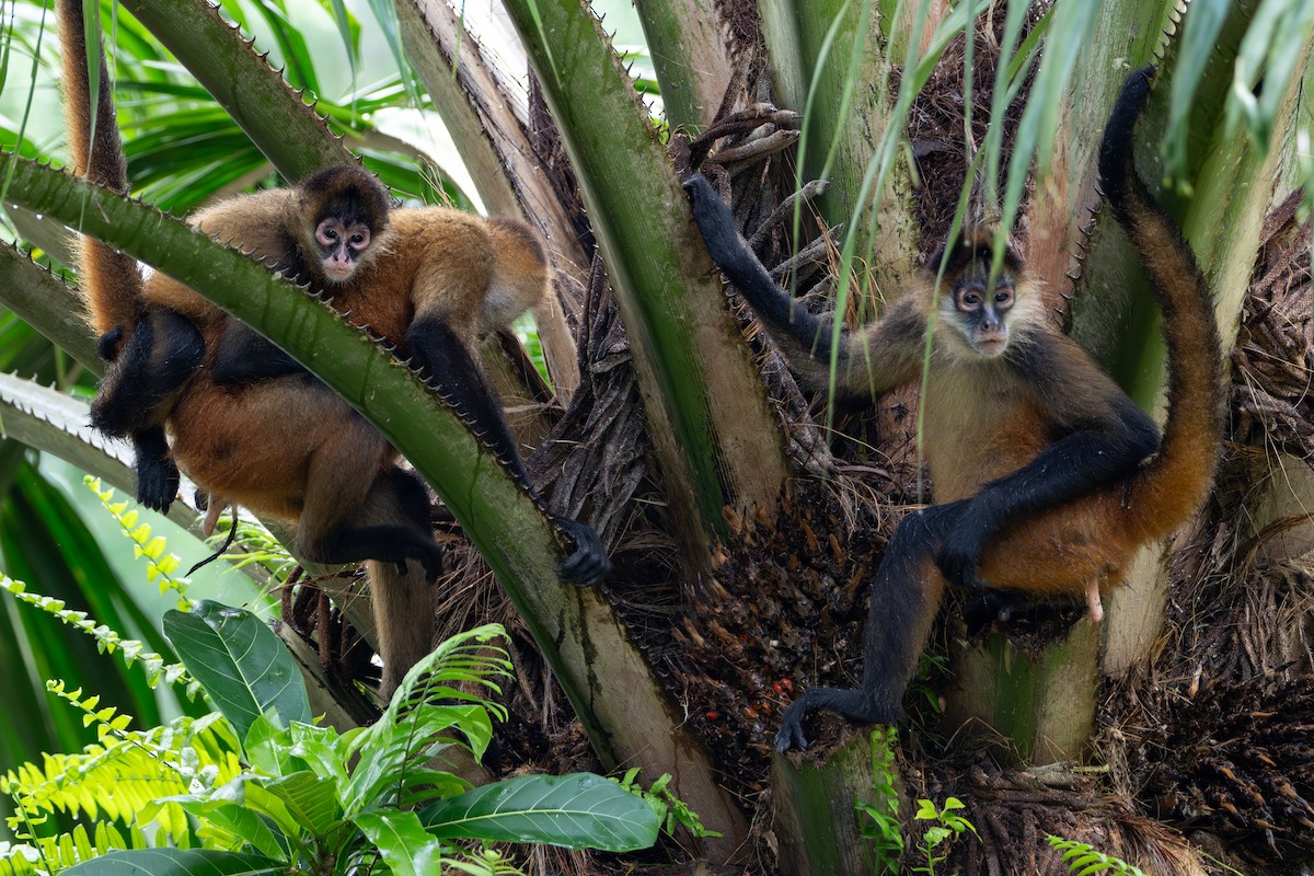 Geoffroy-Klammeraffe - ML646601639