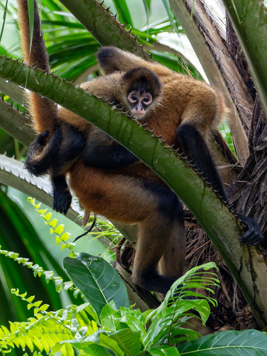 Geoffroy-Klammeraffe - ML646601642