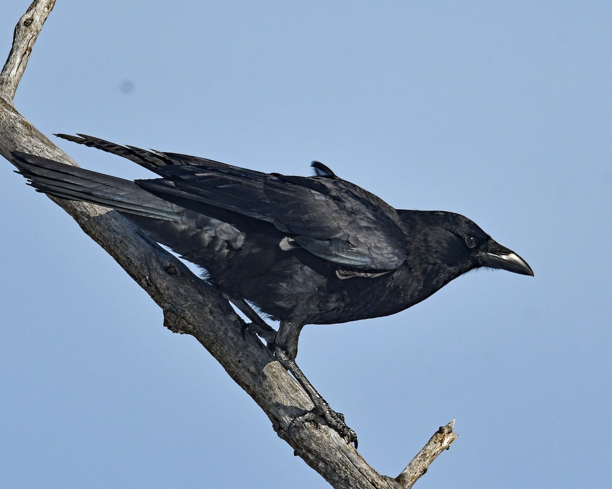 American Crow - ML646601643