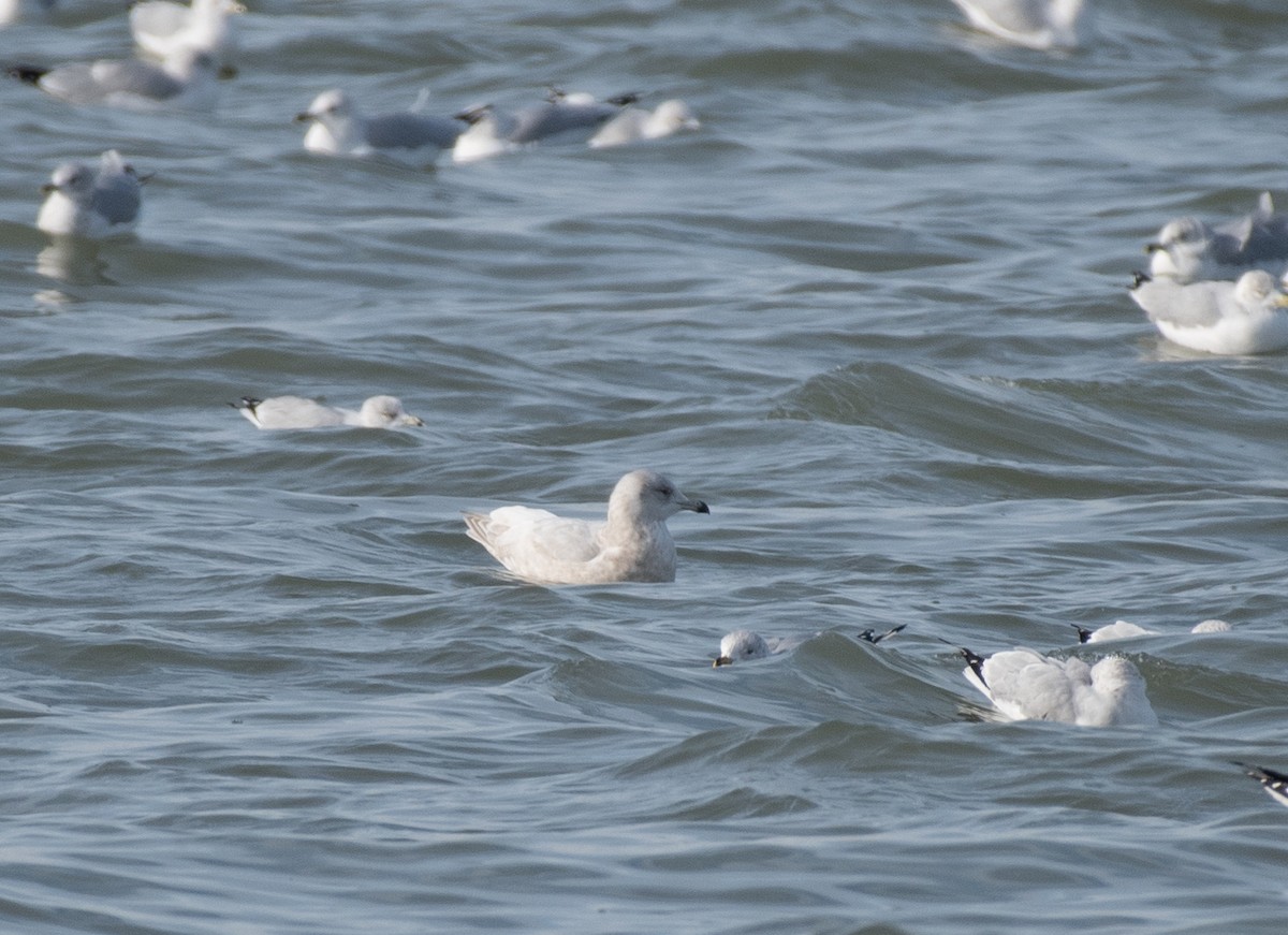 racek šedý - ML646601644