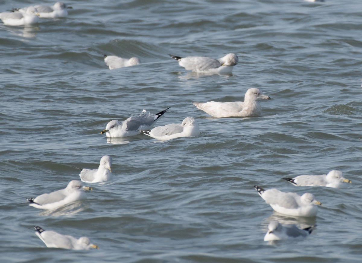 racek šedý - ML646601646