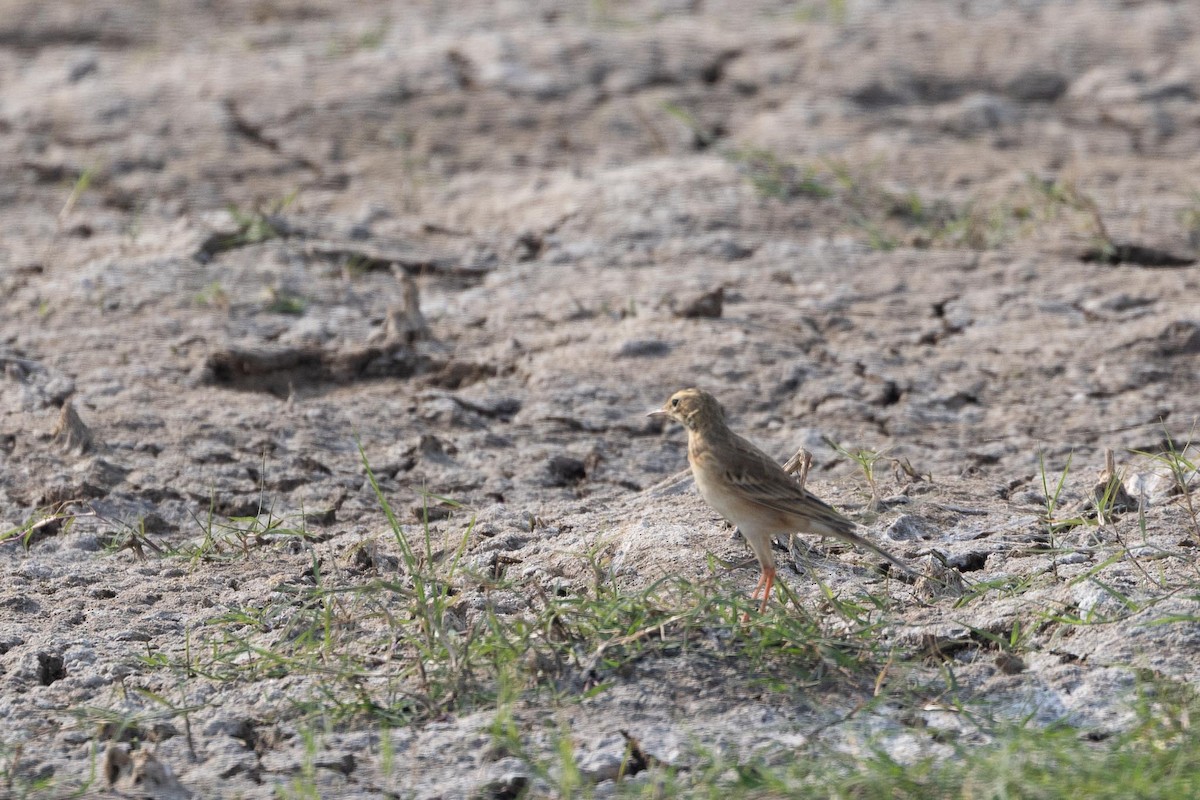 Paddyfield Pipit - ML646601647