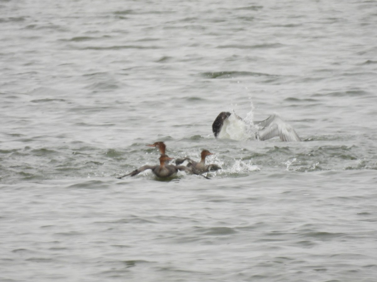 Common Loon - ML646601649