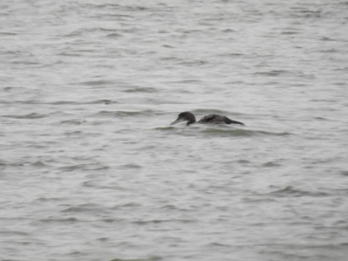 Common Loon - ML646601651