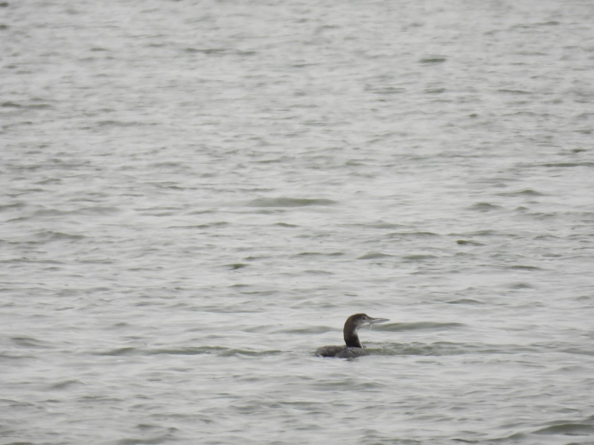 Common Loon - ML646601652