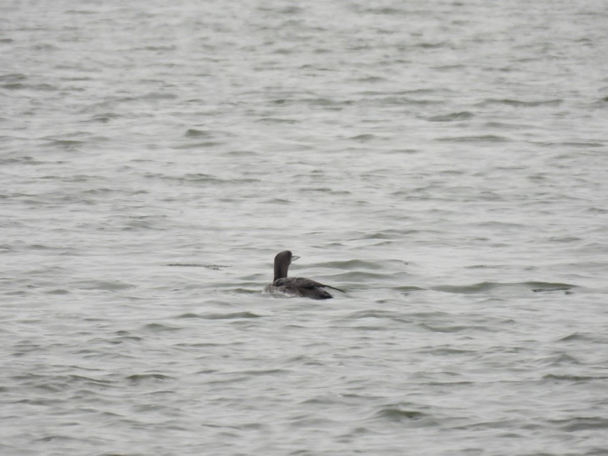 Common Loon - ML646601654