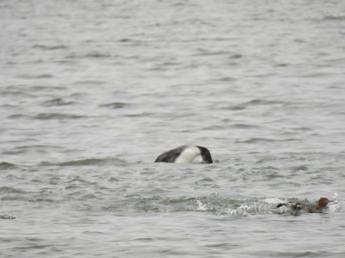 Common Loon - ML646601655