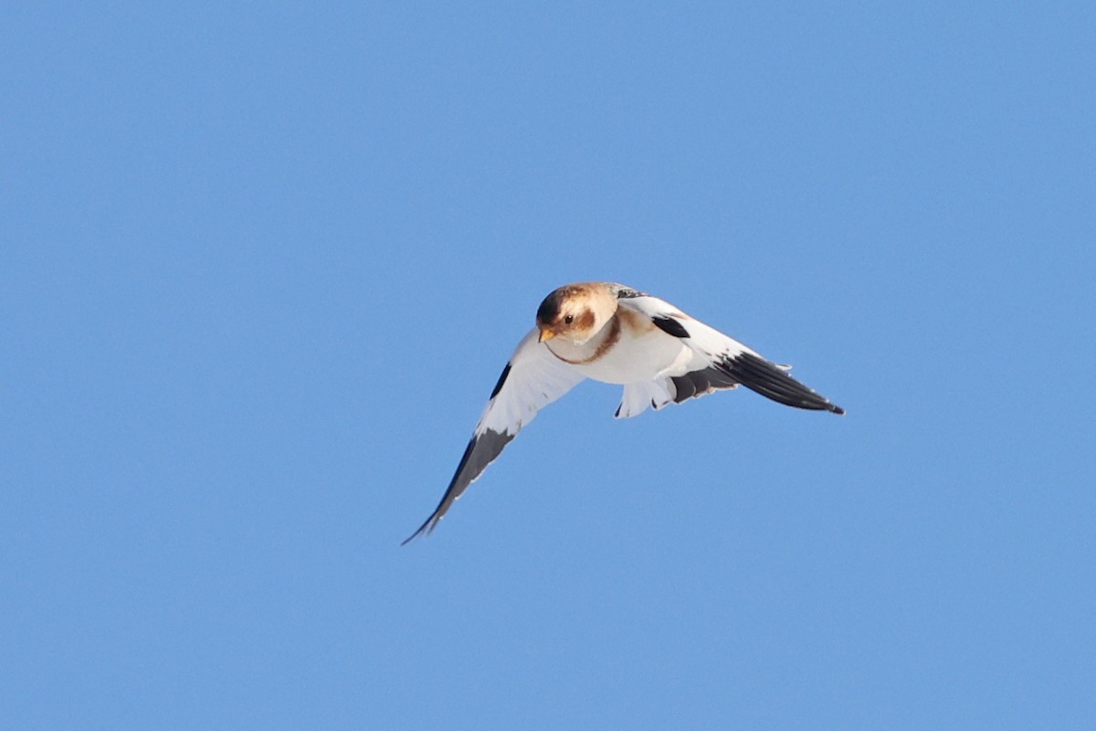 Plectrophane des neiges - ML646601656