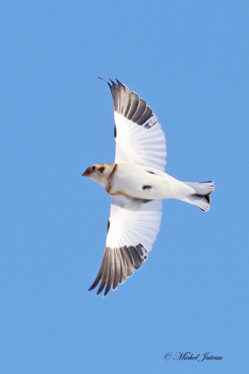 Plectrophane des neiges - ML646601658