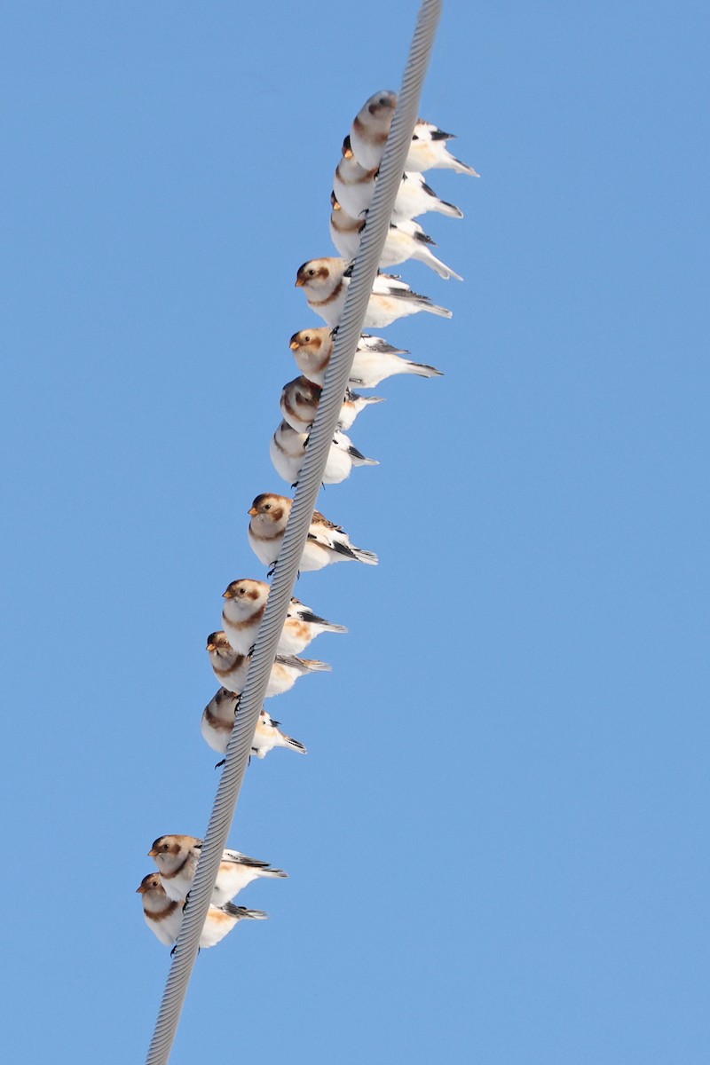 Plectrophane des neiges - ML646601660