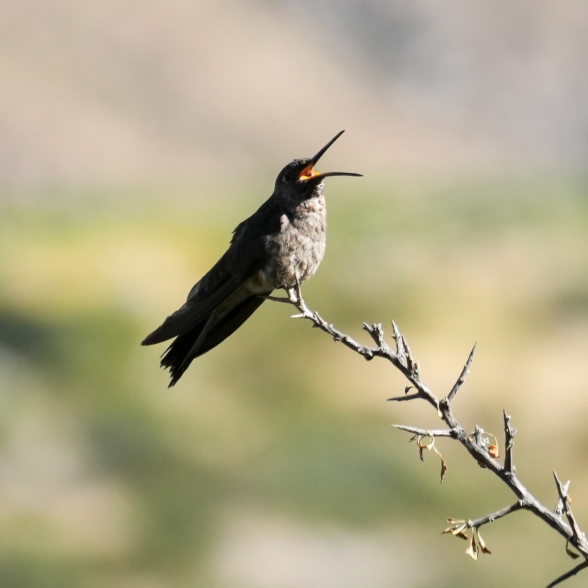 Giant Hummingbird - ML646601661