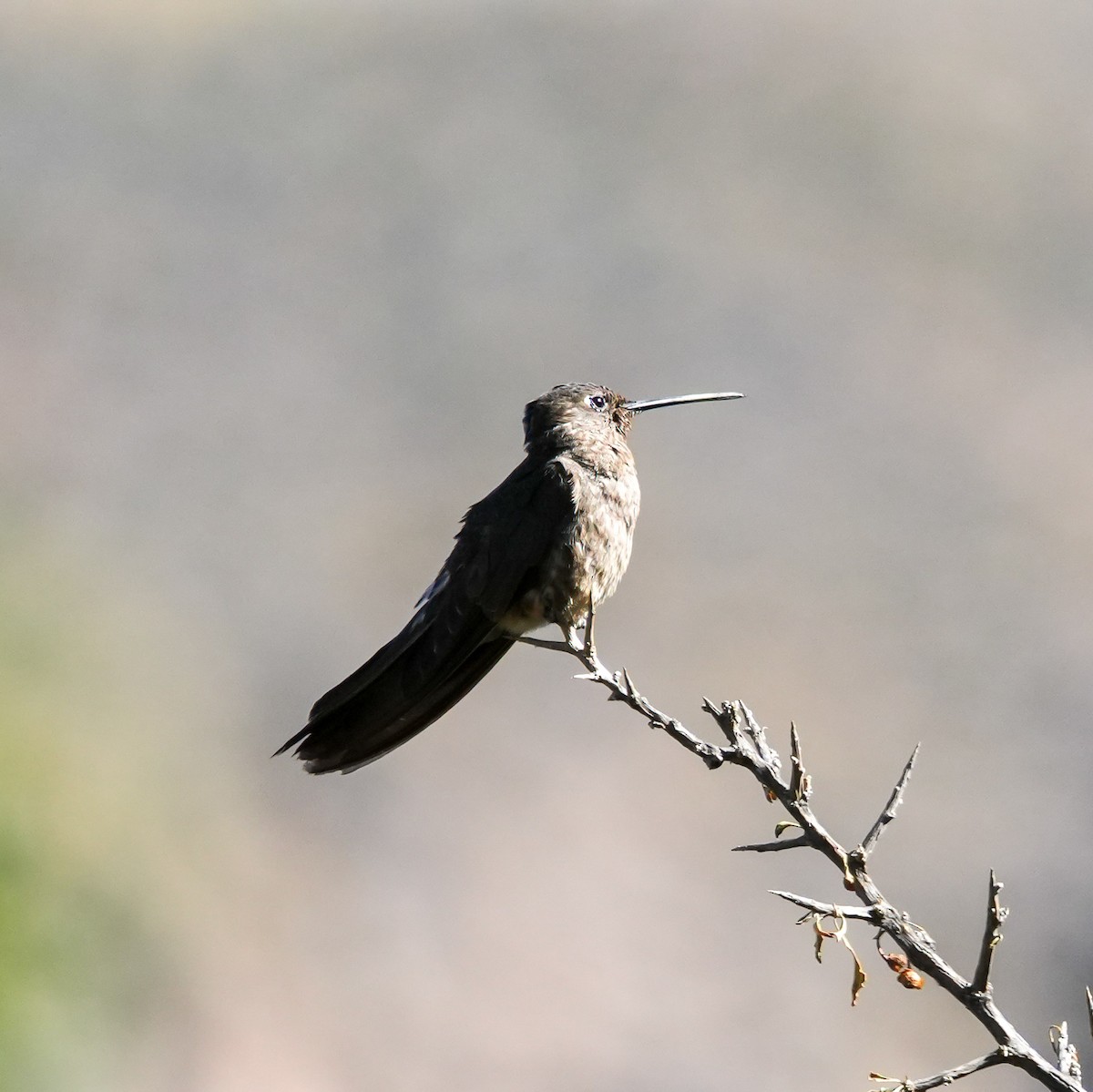 Giant Hummingbird - ML646601662
