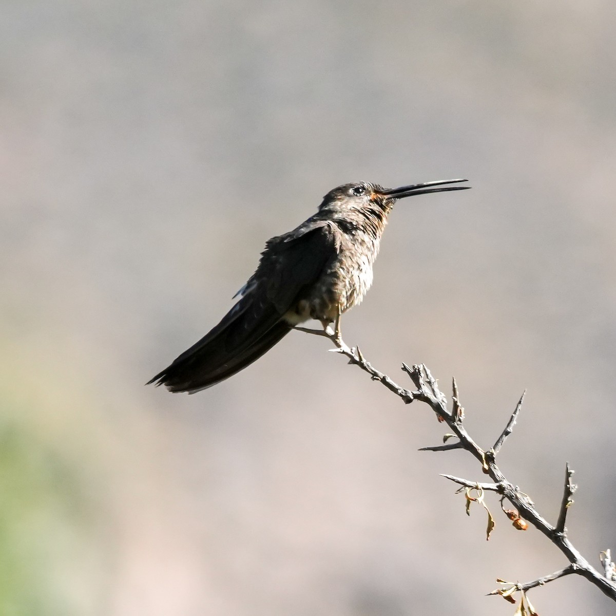 Giant Hummingbird - ML646601663