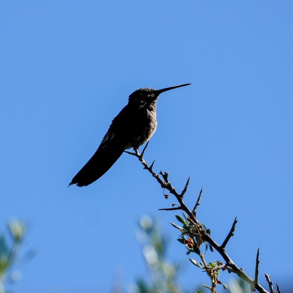 Giant Hummingbird - ML646601664