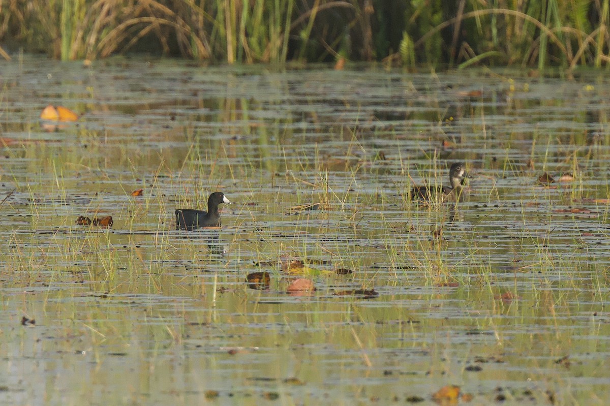 American Coot - ML646601667