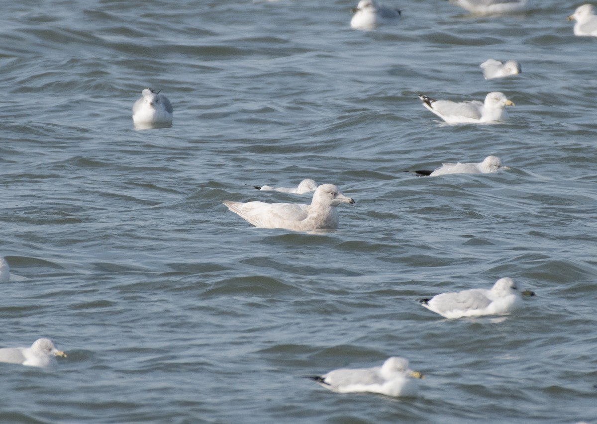 racek šedý - ML646601668