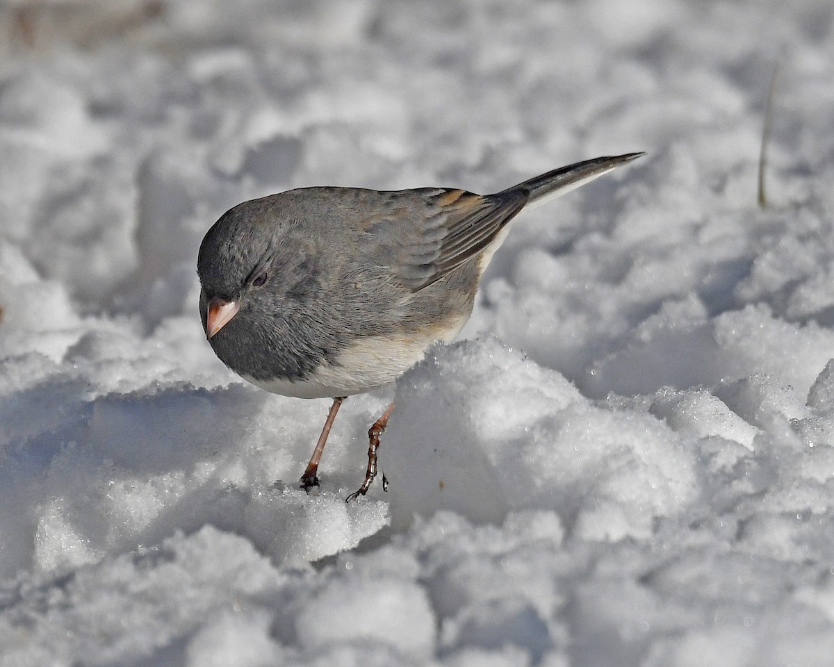 Dark-eyed Junco (Slate-colored) - ML646601669